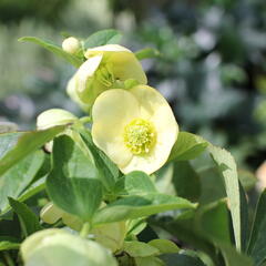 Čemeřice 'Quintessa Gold' - Helleborus hybridus 'Quintessa Gold'