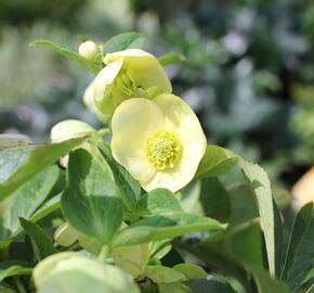 Čemeřice 'Quintessa Gold' - Helleborus hybridus 'Quintessa Gold'