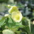 Helleborus hybridus 'Quintessa Gold'.JPG