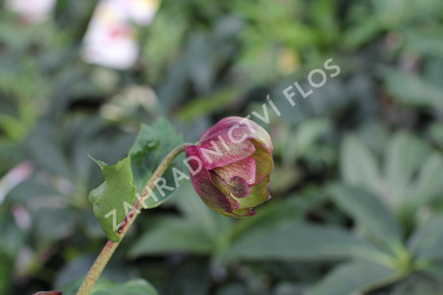 Čemeřice 'HGC Winter Ballet Leila' - Helleborus hybridus 'HGC Winter Ballet Leila'