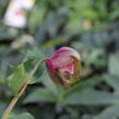 Čemeřice 'HGC Winter Ballet Leila' - Helleborus hybridus 'HGC Winter Ballet Leila'