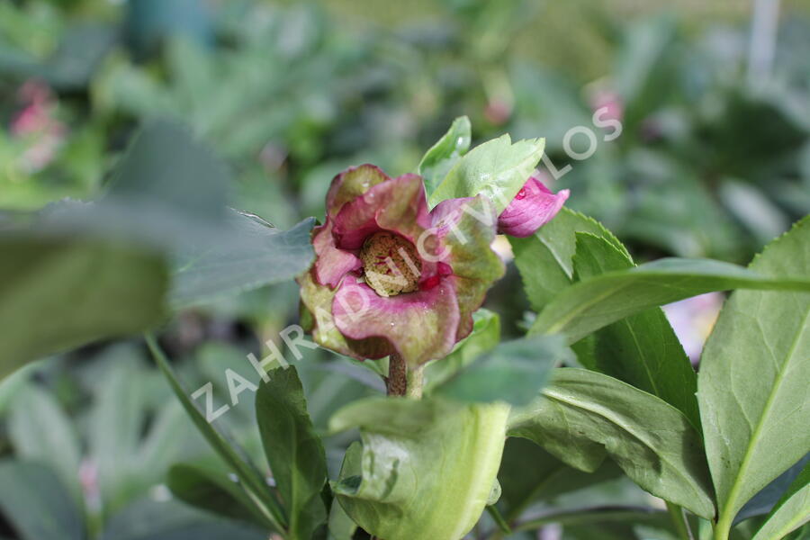 Čemeřice 'HGC Winter Ballet Leila' - Helleborus hybridus 'HGC Winter Ballet Leila'