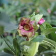 Čemeřice 'HGC Winter Ballet Leila' - Helleborus hybridus 'HGC Winter Ballet Leila'