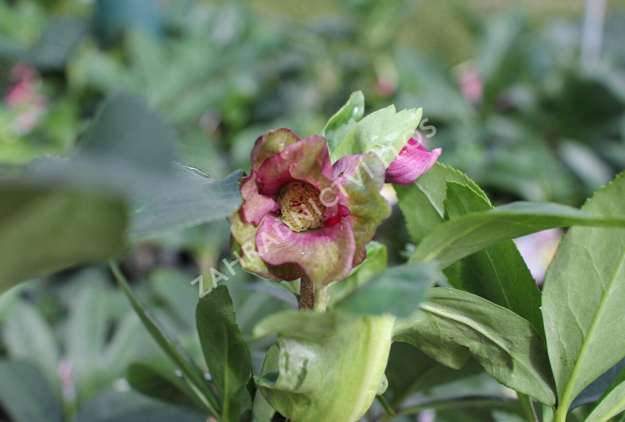 Čemeřice 'HGC Winter Ballet Leila' - Helleborus hybridus 'HGC Winter Ballet Leila'