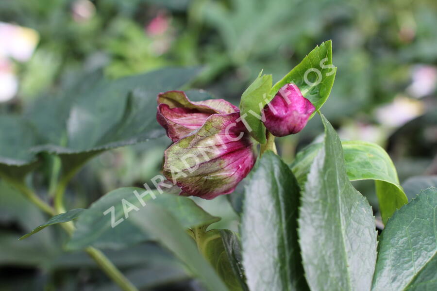 Čemeřice 'HGC Winter Ballet Leila' - Helleborus hybridus 'HGC Winter Ballet Leila'