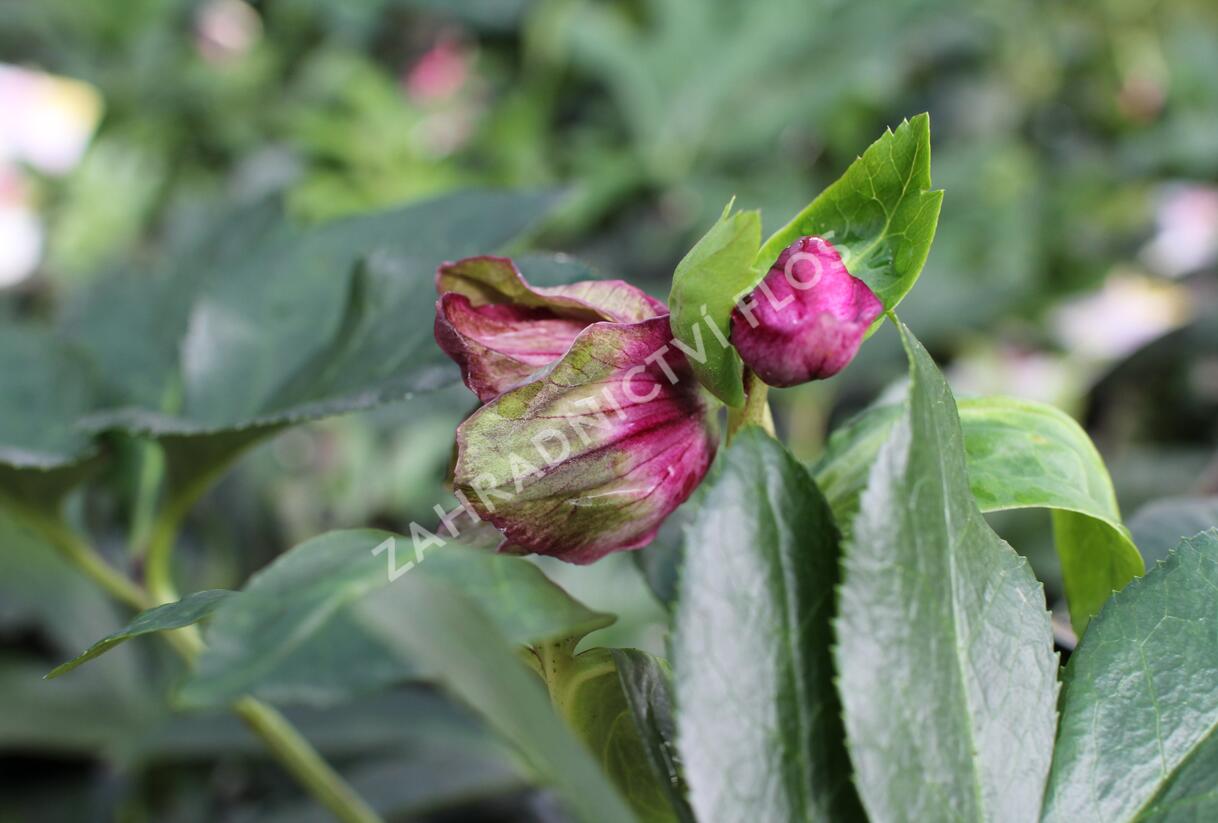 Čemeřice 'HGC Winter Ballet Leila' - Helleborus hybridus 'HGC Winter Ballet Leila'