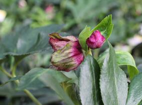 Čemeřice 'HGC Winter Ballet Leila' - Helleborus hybridus 'HGC Winter Ballet Leila'