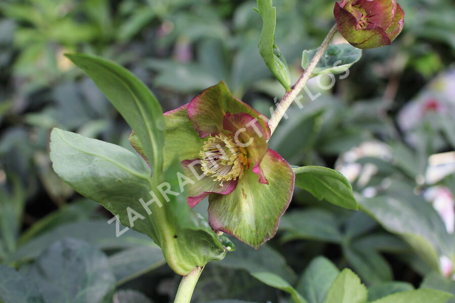 Čemeřice 'HGC Winter Ballet Leila' - Helleborus hybridus 'HGC Winter Ballet Leila'