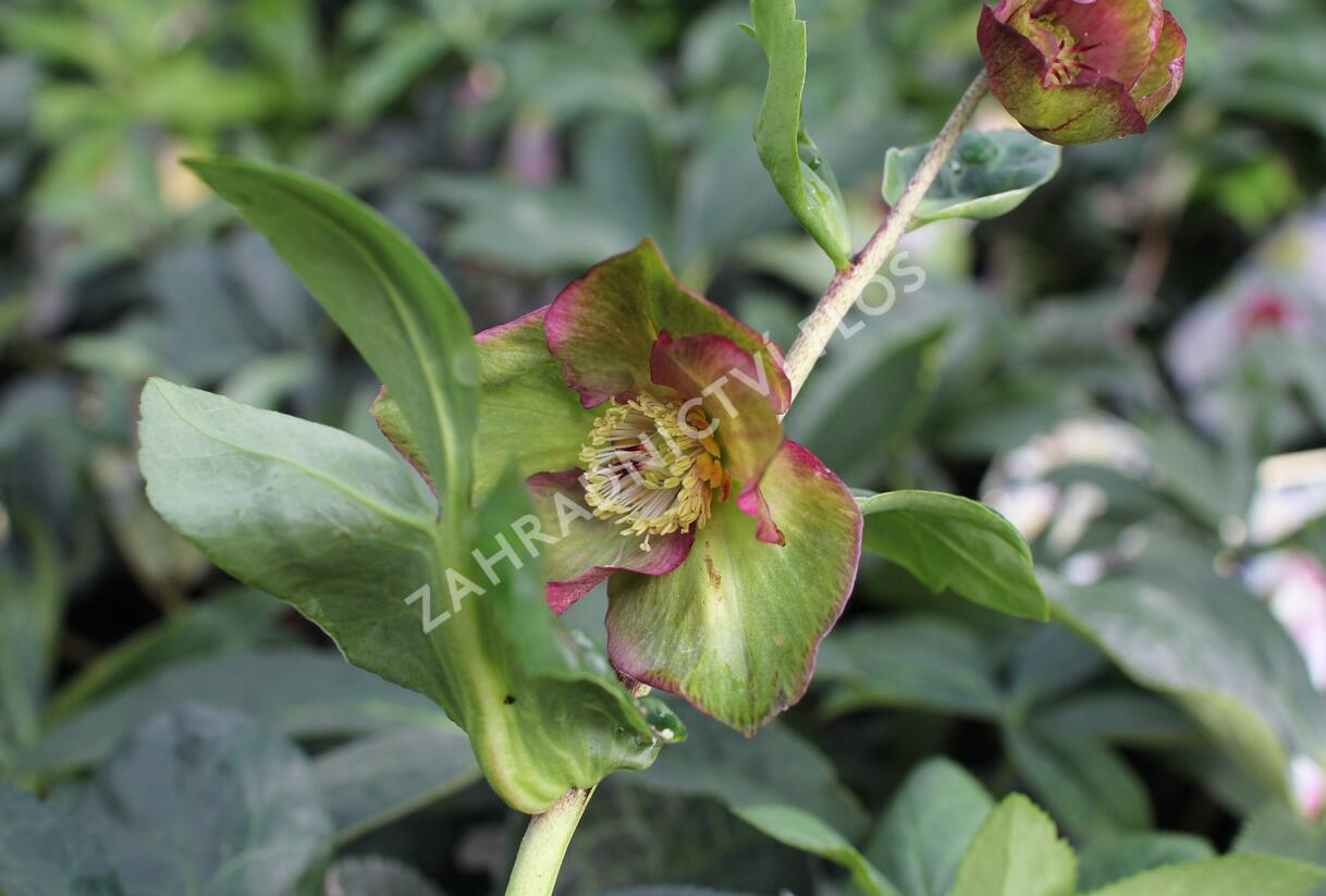 Čemeřice 'HGC Winter Ballet Leila' - Helleborus hybridus 'HGC Winter Ballet Leila'