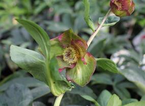 Čemeřice 'HGC Winter Ballet Leila' - Helleborus hybridus 'HGC Winter Ballet Leila'