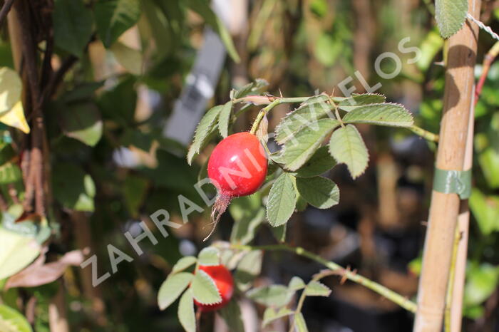 Růže dužnoplodá 'Karpatia' - Rosa villosa 'Karpatia'