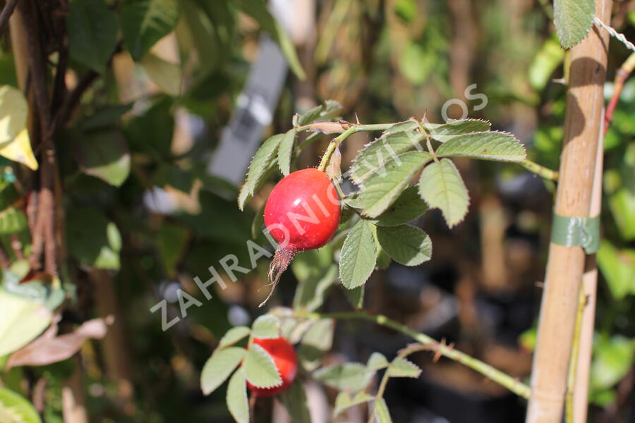 Růže dužnoplodá 'Karpatia' - Rosa villosa 'Karpatia'