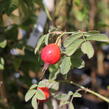 Růže dužnoplodá 'Karpatia' - Rosa villosa 'Karpatia'