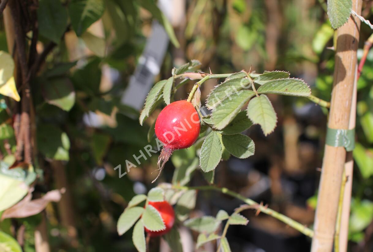 Růže dužnoplodá 'Karpatia' - Rosa villosa 'Karpatia'