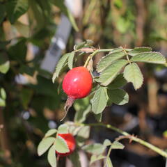 Růže dužnoplodá 'Karpatia' - Rosa villosa 'Karpatia'