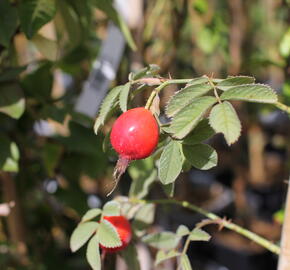 Růže dužnoplodá 'Karpatia' - Rosa villosa 'Karpatia'