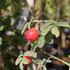 Rosa villosa 'Karpatia'.JPG