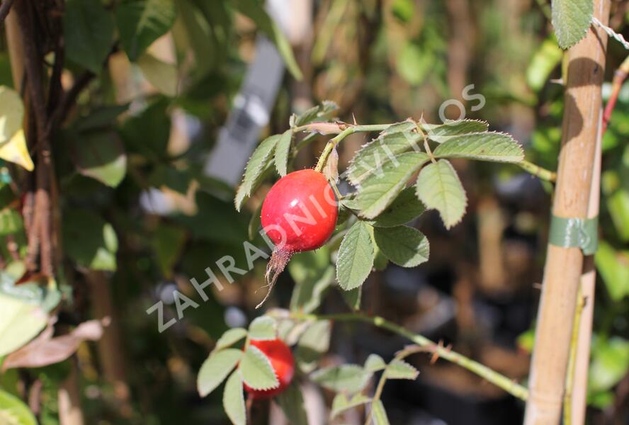 Růže dužnoplodá 'Karpatia' - Rosa villosa 'Karpatia'