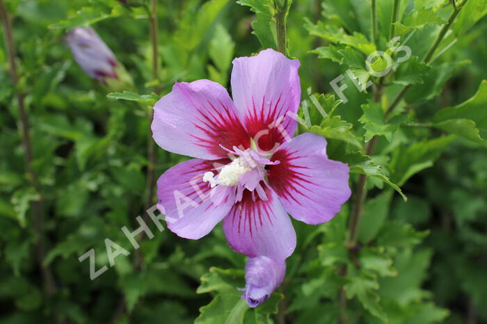 Ibišek syrský 'Maike' - Hibiscus syriacus 'Maike'