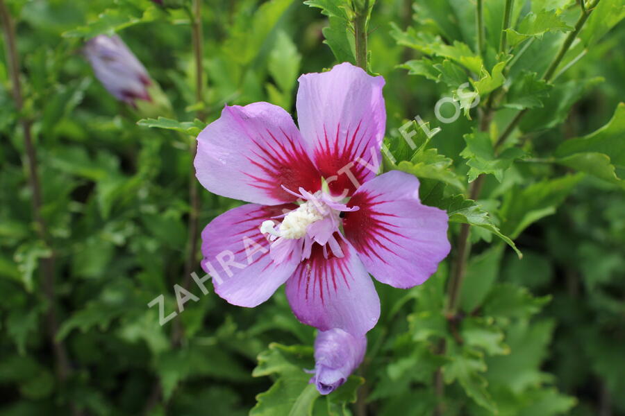 Ibišek syrský 'Maike' - Hibiscus syriacus 'Maike'