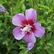 Ibišek syrský 'Maike' - Hibiscus syriacus 'Maike'