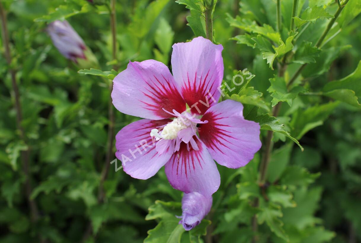 Ibišek syrský 'Maike' - Hibiscus syriacus 'Maike'