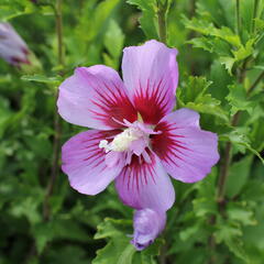 Ibišek syrský 'Maike' - Hibiscus syriacus 'Maike'