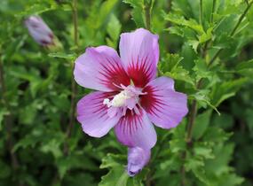 Ibišek syrský 'Maike' - Hibiscus syriacus 'Maike'