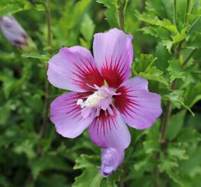 Ibišek syrský 'Maike' - Hibiscus syriacus 'Maike'