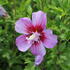 Hibiscus syriacus 'Maike'.JPG