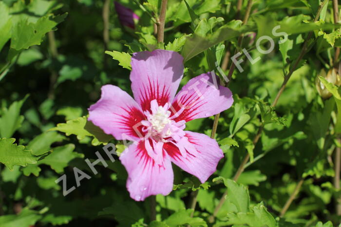 Ibišek syrský 'Woodbridge' - Hibiscus syriacus 'Woodbridge'