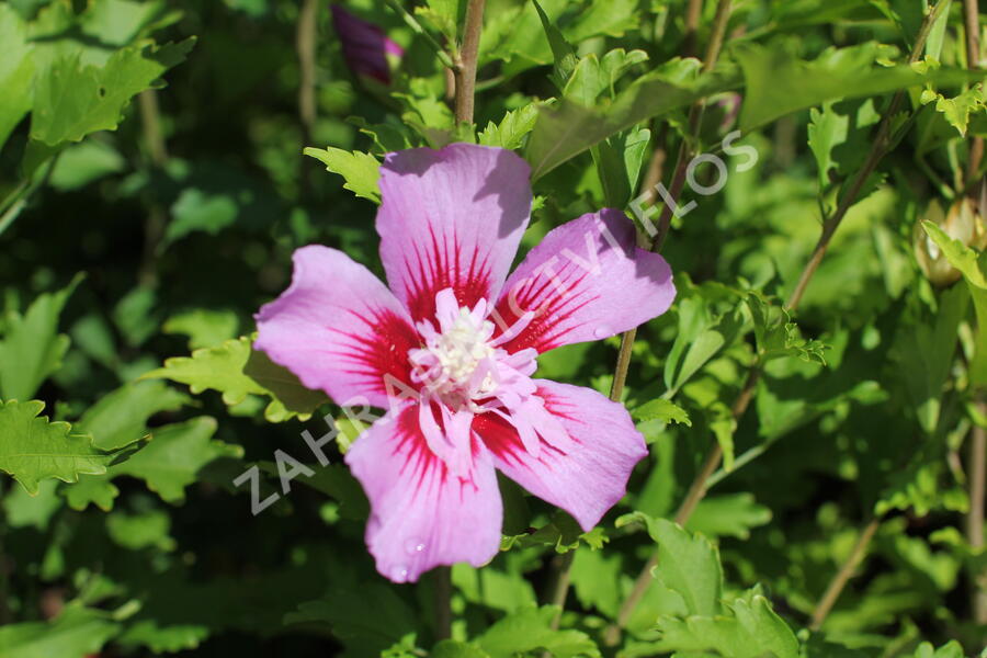 Ibišek syrský 'Woodbridge' - Hibiscus syriacus 'Woodbridge'