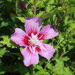 Ibišek syrský 'Woodbridge' - Hibiscus syriacus 'Woodbridge'
