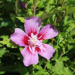 Ibišek syrský 'Woodbridge' - Hibiscus syriacus 'Woodbridge'