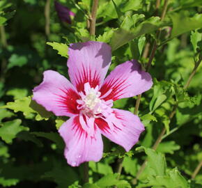 Ibišek syrský 'Woodbridge' - Hibiscus syriacus 'Woodbridge'