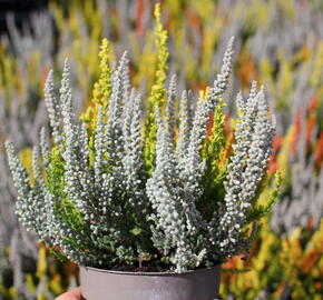 Vřes obecný (Sunset girls®) 'Trio Zoe, Zelda, Zorina'