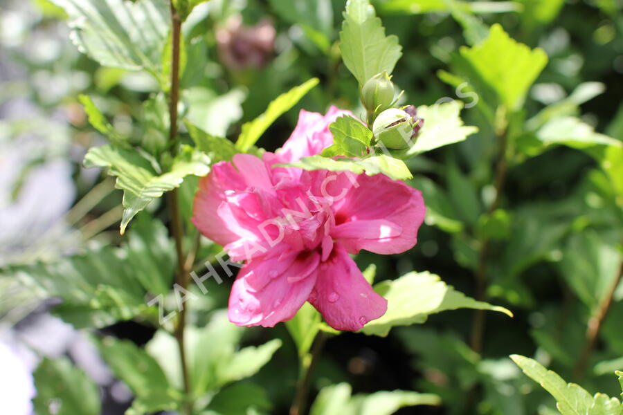 Ibišek syrský 'Freedom' - Hibiscus syriacus 'Freedom'