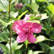Ibišek syrský 'Freedom' - Hibiscus syriacus 'Freedom'