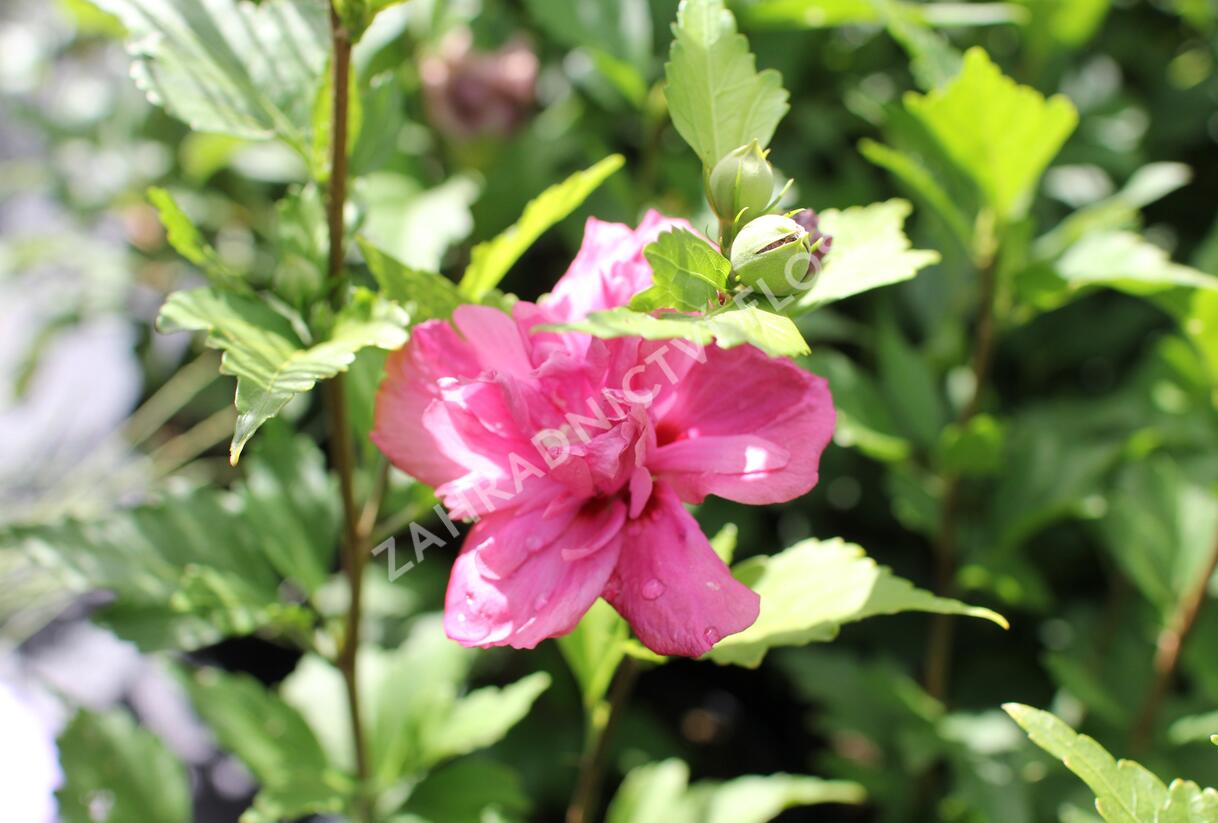 Ibišek syrský 'Freedom' - Hibiscus syriacus 'Freedom'