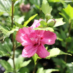 Ibišek syrský 'Freedom' - Hibiscus syriacus 'Freedom'
