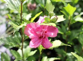 Ibišek syrský 'Freedom' - Hibiscus syriacus 'Freedom'