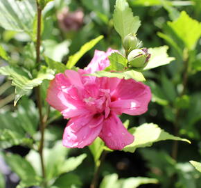 Ibišek syrský 'Freedom' - Hibiscus syriacus 'Freedom'