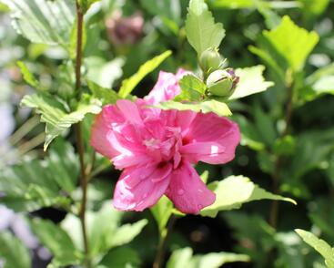 Ibišek syrský 'Freedom'