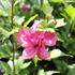 Hibiscus syriacus 'Freedom'.JPG