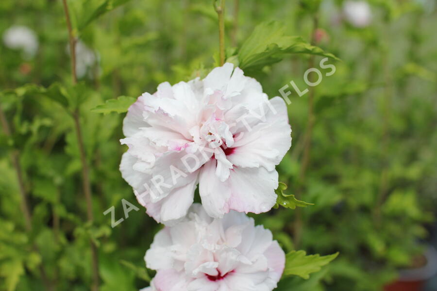 Ibišek syrský 'French cabaret Pastel' - Hibiscus syriacus 'French cabaret Pastel'