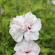 Ibišek syrský 'French cabaret Pastel' - Hibiscus syriacus 'French cabaret Pastel'
