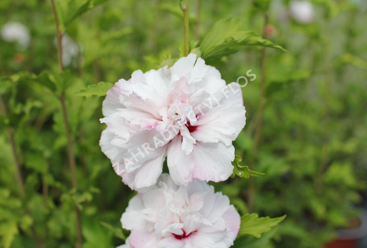Ibišek syrský 'French cabaret Pastel' - Hibiscus syriacus 'French cabaret Pastel'