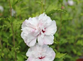 Ibišek syrský 'French cabaret Pastel' - Hibiscus syriacus 'French cabaret Pastel'