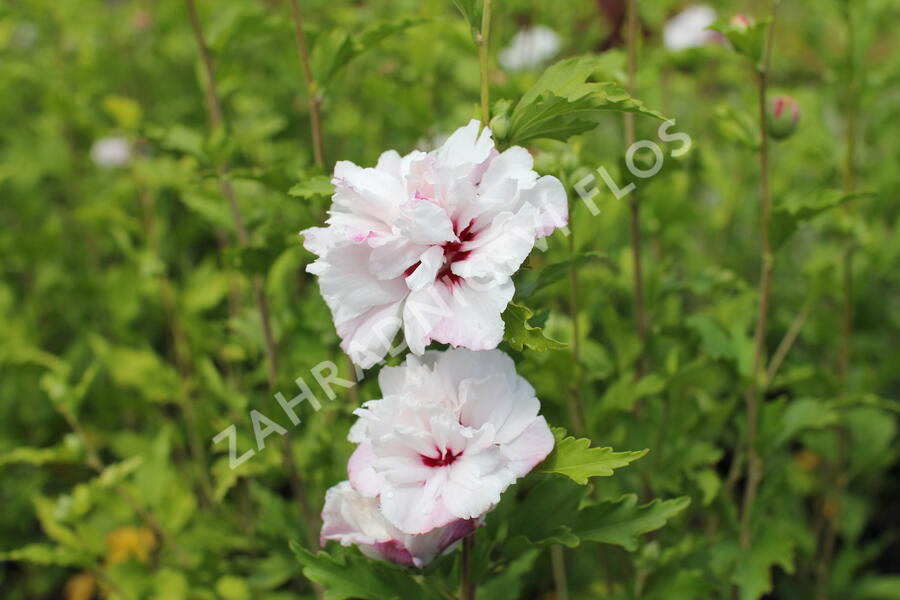 Ibišek syrský 'French cabaret Pastel' - Hibiscus syriacus 'French cabaret Pastel'