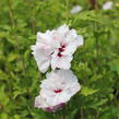 Ibišek syrský 'French cabaret Pastel' - Hibiscus syriacus 'French cabaret Pastel'